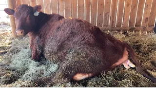 Sally had her calf! What color is this one going to be?! | Calving Shorthorns