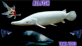 My all 🐠 fish in one video 📸 #OHMYKOI #fish #aquarium #koi #song #trending #tamil shark for sale