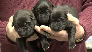 Kraftwerk K9 German Shepherd puppies at 5 days old!