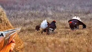 ТАКОЙ охоты у меня ещё не было. Охота на тетерева на току.