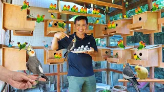 Amazing Exotic Bird Colony Breeding - Basic steps for a successful exotic bird breeding