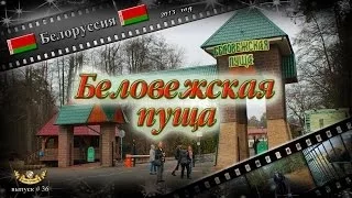 #36 Беловежская пуща (Беларусь)