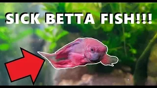 Betta Fish Sick!!! | Ich / Whitespot & How To Cure