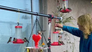 1000’s of Hummingbirds Feeding on 7 Gallons of Nectar a Day a ‘Hummingbird Life￼’ Tending to Feeders