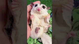 The baby's tail is exposed from the mother sugar glider's pouch! #sugar #funny