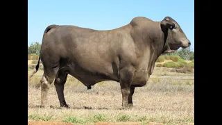 Karmoo Brahmans 2023 Bull Sale - Lot 46(PS)