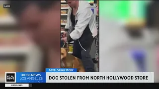 Police searching for pair of suspects who attacked woman, stole her dog at North Hollywood sotre