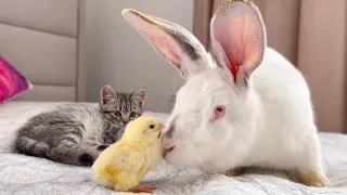 Baby Kitten and Giant Rabbit Confused by meeting Chick