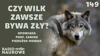 Wilki - jak kochają i polują największe drapieżniki polskich lasów? | prof. Sabina Pierużek-Nowak