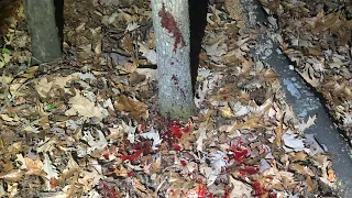 MASSIVE Blood Trail: Hornady SST bullet & CVA Muzzleloader Never Fails! 🦌🩸