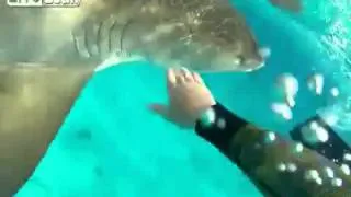 Pro Surfer Mark Healey Stiff-Arms Tiger Shark During Extremely Close Encounter