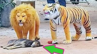 Fake Big Lion Prank Dog So Funny Can Not Stop Laugh Must Watch New Funny Prank Video 2021 #animals