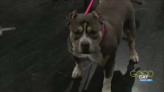 'Bowling for Bullies' fundraises for pups in need  | Good Day on WTOL 11