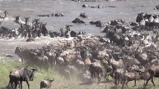 Wildebeests