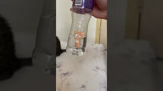 Jerry stuck in the water bottle:( (Tom and Jerry chase)