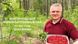 ФЕРМЕНТИРОВАННЫЙ ЧАЙ ИЗ ЛИСТЬЕВ ЗЕМЛЯНИКИ!!! - Андрей Гренок