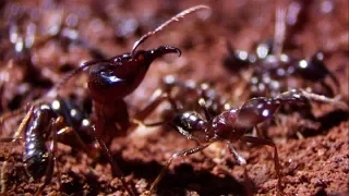 Building a New Home | Natural World: Ant Attack | BBC Earth