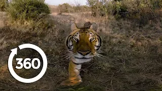 Experience the Elusive Tiger | Racing Extinction (360 Video)