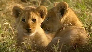 Little Lions Play Hide And Seek | Little Big Cat | BBC Earth Kids