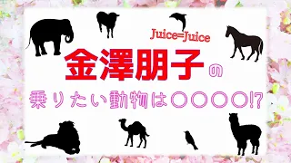 ハロプロメンバー乗りたい動物コンプリートへの道　第26回 Juice=Juice 金澤朋子編