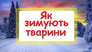 Як зимують тварини