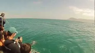 Shark diving in Cape Town, South Africa: Seal tempts fate