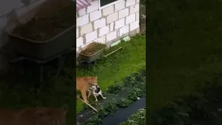 Mountain lion attacks dog