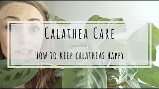 Calathea Care: how to keep Calathea plants happy