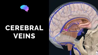 Venous Drainage of the Brain (3D tutorial) | UKMLA | CPSA