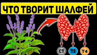 Растение Долгожителей! Что Творит Шалфей с Организмом Человека? Полезные и Лечебные Свойства Шалфея