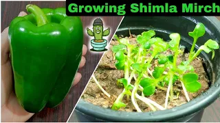 How to Grow Capsicum Bell Peppers with seeds in pots at home Containers Organic Gardening Gul-e-Rana