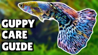 Guppy Care: A Comprehensive Guide for New Owners