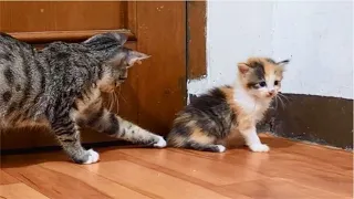 Cat attack tiny Kitten because Kitten keeps meowing