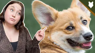 5 Reasons You SHOULD NOT GET A CORGI!