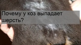 Почему у коз выпадает шерсть?