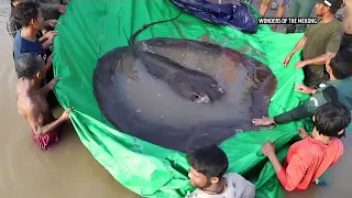 Cambodian fisherman catches world's largest recorded freshwater fish, a 660-pound stingray | ABC7