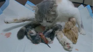 The calico mother cat gave birth to 2 munchkin kittens and 2 long-legged kittens - Part 2: The End.