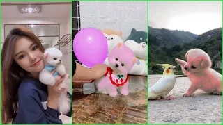 Funny and Cute Dog Pomeranian 😍🐶| Funny Puppy Videos #56