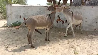 donkey love romance donkey meeting