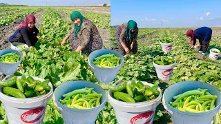 LEZZET KÖYÜ DOLU DOLU LEZZETLİ YEMEKLER İÇİN SALATALIK ACUR HASADI | VİLLAGE LİFE VLOG