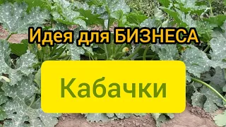 🔥Идея для БИЗНЕСА,дополнительного дохода и личного пользования- КАБАЧКИ..Это Лучший Плодоносный Сорт