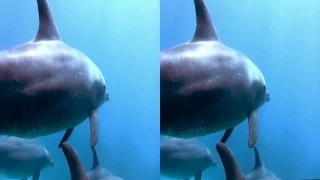 Ocean World 3D   Side by Side SBS1