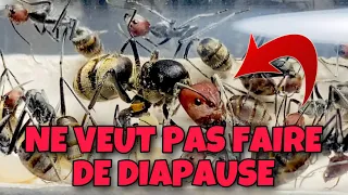 Camponotus Singularis #1 LA GÉANTE THAÏLANDAISE ( en diapause )