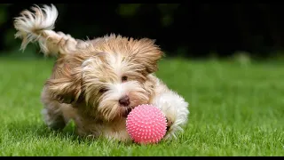 Dogs Playing with Squeaky Toys Compilation 2020
