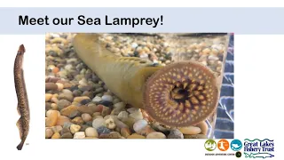 Sea Lamprey Part 1 (for Phase 2 MFEI)