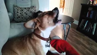 Chihuahua pug (Chug) learning to howl