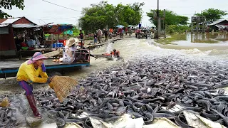 OMG! Unbelievable This Fishing on the Road Flooded - Amazing Catching A lot Catfish Near Homeland