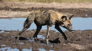 Kgalagadi less travelled + Khutse incl Wild Dogs vs Gemsbok (Oryx)