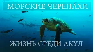 Морские Черепахи Тихого океана...