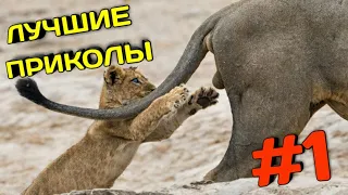 ЛУЧШИЕ ПРИКОЛЫ 2020 ФЕВРАЛЬ #1 ржака угар ДО СЛЕЗ